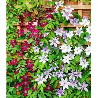 BALDUR Garten Zierstrauch Winterharte Clematis Triologie, 3 St., Kletterpflanze, winterhart, mehrjährig, pflegeleicht bunt