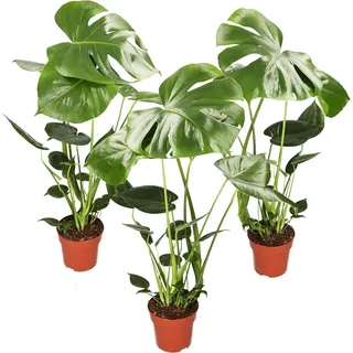 Monstera deliciosa | 3er-Set | Fensterblatt | ca. 55-70 cm | ø 12-15 cm Topf | Pflegeleichte Zimmerpflanzen für Wohnung und Büro | Qualität vom Pflanzen Profi | Ideale Raumbegrünung