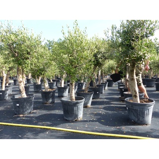 grünwaren gruenwaren jakubik Olive 'Angebot' 150 - 180 cm, beste Qualität, winterhart, Olea Europaea