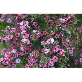 Teebaum, Südsee-Myrte, (Leptospermum scoparium) Manuka Tea Tree