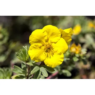 Pflanzen für Dich Bodendecker Potentilla Goldteppich, 1 St., Fingerstrauch, Fünffingerstrauch, gelbblühend, bodendecker gelb