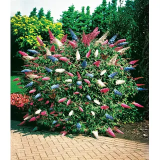 BALDUR Garten dreifarbiger Schmetterlingsstrauch 'Papillion Tricolor', 1 Pflanze, Buddleja davidii, Buddleia Schmetterlingsflieder, Sommerflieder, winterhart, trockenresistent, bienenfreundlich