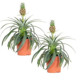 Bloomique - Ananas comosus - Zier-Ananas - Bromelien - Zimmerpflanze - Luftreinigend - Höhe 30-40 cm - Topf 12 cm