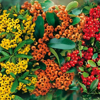 GARTEN SCHLÜTER® Feuerdorn Mischung Rot, Gelb und Orange 3 immergrüne | Pflanzen als Sichtschutz-Hecke - Heckenpflanze/Kletterpflanze