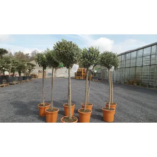 gruenwaren jakubik Olivenbaum Olive 160 - 180 cm Hochstamm, beste Qualität, winterhart