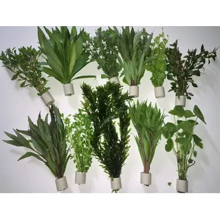 Aquarienpflanzen Wasserpflanzen verschiedene 50 Stängel 5 Extra dick Bund