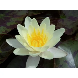 WASSERPFLANZEN WOLFF - Seerose fertig im PFLANZKORB - Nymphaea 'Marliacea Chromatella' - Seerose, gelb - winterhart