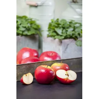 PlantaPro Malus 'topaz' -s- Cac 5 L Terrassenobst 40-