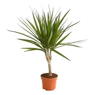 Drachenbaum - Dracaena marginata, Grün, Dunkelgrün