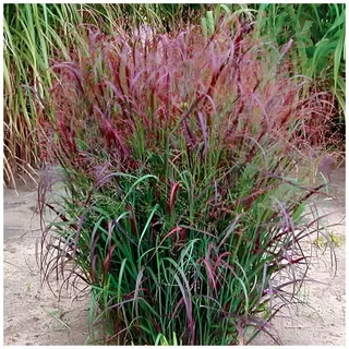 Stauden Gänge 1 x Panicum virgatum 'Squaw' Feuerrote Rutenhirse winterhart