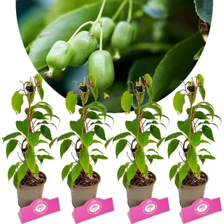 Set mit 4 Kiwibeeren – Actinidia arguta „Issai“ – Kiwibeere – Höhe 25 cm – 9 cm Topf