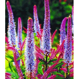 BALDUR Garten 2x Veronika 'Cupido', Pflanzen im 9x9 cm-Topf , schimmern wunderschön pink & blau, winterharte, mehrjährige Staude, ideal für Stau...