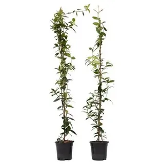 PFLANZENFREUND Toskanischer Jasmin XL immergrün duftend 2 Pflanzen Höhe ca. 110-120cm