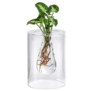 Waterplant Purpurtute im Glas - Syngonium podophyllum 'Arrow', ca. 30 cm, Grün