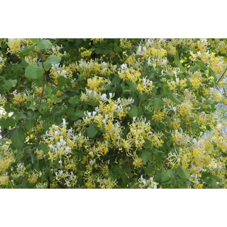 PlantaPro Japanisches Geißblatt Lonicera japonica Halliana 40-60 cm winterhart | Duftende Blueten, ideal fuer Sichtschutz, sonnig bis halbschattig, schnellwachsend, bienenfreundlich, robust