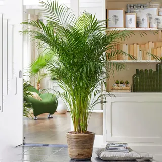 Gardener's Dream Areca Palme (Goldfruchtpalme) - Zimmerpflanze, Tropisch, Immergrüne Zimmerpflanzen, Groß & echt, Pflanzen Größe inkl. Topf 70-80 cm, Palmen-Pflanze für Zimmer, Büro usw.