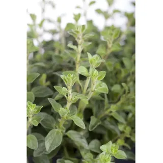 Oregano im 0,5, Topf - Origanum vulgare
