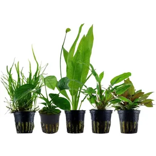 Aquaone Wasserpflanze 'Diskus' Set mit 5 Topf Pflanzen Aquariumpflanzen Set Nr.131