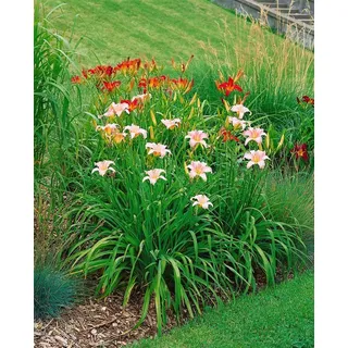 Pflanzen Für Dich Hemerocallis X Cult. Luxury Lace Taglilie Ca. 11x11 cm Topf