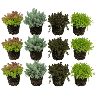 vdvelde.com - Sedum Mix 12 Pflanzen, winterharte Bodendecker Steingarten | Fetthenne für Teichrand, Beet und Kübel, deckt 1 bis 1,5 m2 ab, trockenheitsresistent, bienenfreundlich