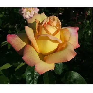 Edelrose  (Rosa 'Gloria Dei, Peace', Gelb/Rosa)