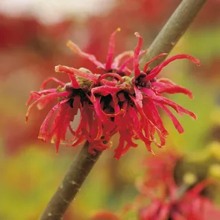 Zaubernuss Diana - Hamamelis intermedia 'Diane' - Rotblühende Züchtung für den Garten, Winterblüher-Pflanze von Garten Schlüter - Pflanzen in Top Qualität
