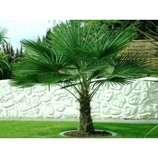 Trachycarpus fortunei Hanfpalme bis 160 cm Höhe aus Freilandzucht. Frosthart bis - 19 Grad Indoor und Outdoor