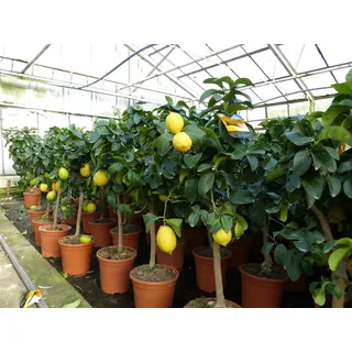 gruenwaren jakubik Zitronenbaum 70 - 100 cm Zitrone Citrus Limon Zitruspflanze