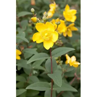 Pflanzen Für Dich Hypericum moserianum Johanniskraut, 20-30 cm