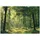 Wald Natur Vlies Tapete Wohnzimmer Schlafzimmer 300x210