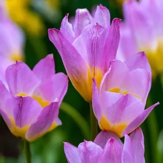 Plant in a Box - Tulpenzwiebeln - 100 Stk - Tulipa 'Lilac Wonder' - Blumenzwiebeln - Mehrfarbig