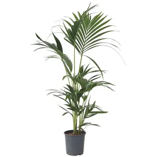 Plant in a Box - Kentia Palme - Howea forsteriana - Höhe 90-100cm
