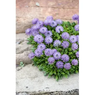 Pflanzen Für Dich Globularia Punctata P 0,5