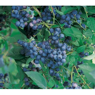 Dehner Heidelbeeren Heidelbeere 'Nordländische Bickbeere', Blau