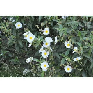 PlantaPro Cistus laurifolius 11x11 cm Topf – Winterhart, Immergrün, Pflegeleicht – Lorbeerblättrige Zistrose – Zierstrauch für Steingarten & Beet