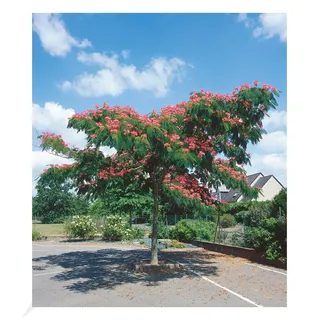 BALDUR Garten Albizia Ombrella, 1 Pflanze, Albizia julibrissin, Seidenbaum, Schlafbaum, schirmartiger Wuchs, | abends Rollen Sich die Blätter zusammen, blühend