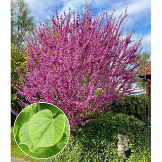 BALDUR Garten Zierstrauch Cercis 'Avondale', Judasbaum, 1 St., Herzblattbaum, pflegeleicht rosa