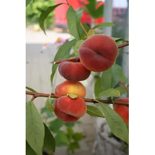 Prunus persica 'Tellerpfirsich' 120–150 cm – Winterhart, Mehrjährig – Pfirsichbaum – Obstbaum für Garten & Terrasse