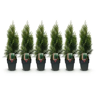 GreenboutiQ - Heckenpflanzen - Thuja occidentalis Smaragd - Blatt grün - 6 Pflanzen - 1 laufender Meter - immergrün - Topf 17cm Höhe 60cm