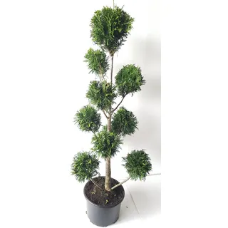 Gartenbonsai immergrün - Thuja 'Martin' - 140–150 cm | Winterhart, Formschnitt, für Garten, Terrasse & Balkon
