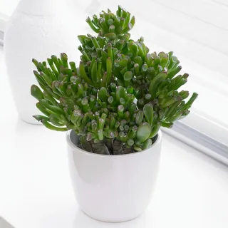 Crassula ovata Zimmerpflanze - Jadepflanze oder Geldpflanze - natürliche Sukkulente, ideale Zimmerpflanzen Geschenke (Crassula Hobbit, 20-25 cm Höhe inkl. Topf)