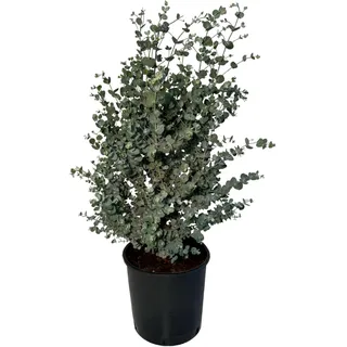 sunny-tree Eucalyptus Gunnii Azura 90 cm Winterhart