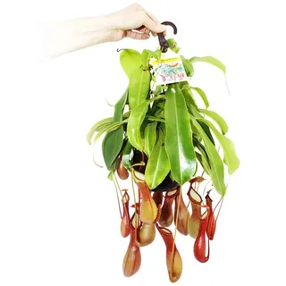 EXOTENHERZ Fleischfressende Pflanze Nepenthes Alata 14cm Ampeltopf