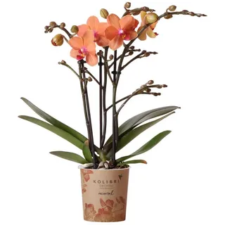 kolibri orchids Orange Phalaenopsis Orchidee Mineral Bolzano Topfgröße 9cm blühend