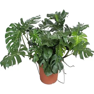 toom XXL-Monstera 130 cm, 55 cm Topf