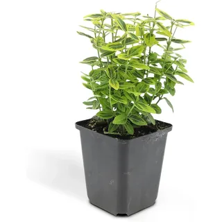 Exotenherz Bodendecker Kriechspindel Euonymus Fortunei Emerald Gold 9cm Topf Set mit 20 Pflanzen