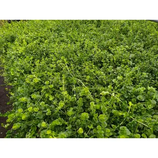 1 Bund Lysimachia nummularia Pfennigkraut, Aquarienpflanzen, Teichpflanzen lebende Aquarienpflanzen