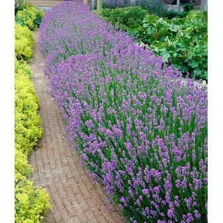 BALDUR Garten 3x Blauer Duftlavendel, Pflanzen mit 9x9 cm-Topfballen, Lavandula intermedia 'Grosso', Lavendel Provence, winterharte Staud...