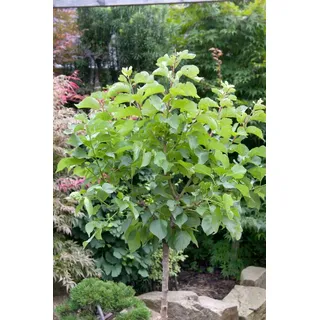 Pflanzen Für Dich Prunus armeniaca 'Zwergaprikose', Aprikose, 60 cm