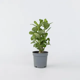 Plant in a Box - Wüstenrose - Adenium obesum - Höhe 25-40cm - Topf 10,5cm